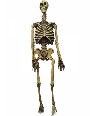 Skeleton, Life Size