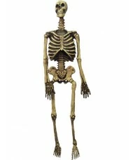 Skeleton, Life Size
