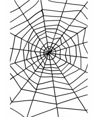 Spiders Web