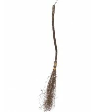 Witch's Broom