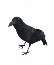 Crow